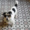 carreaux de ciment cuisine DH-27-1